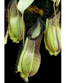 Népenthes spathulata x hamata