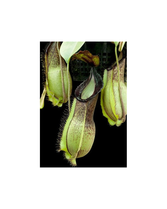 Népenthes spathulata x hamata