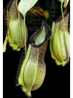 Népenthes spathulata x hamata