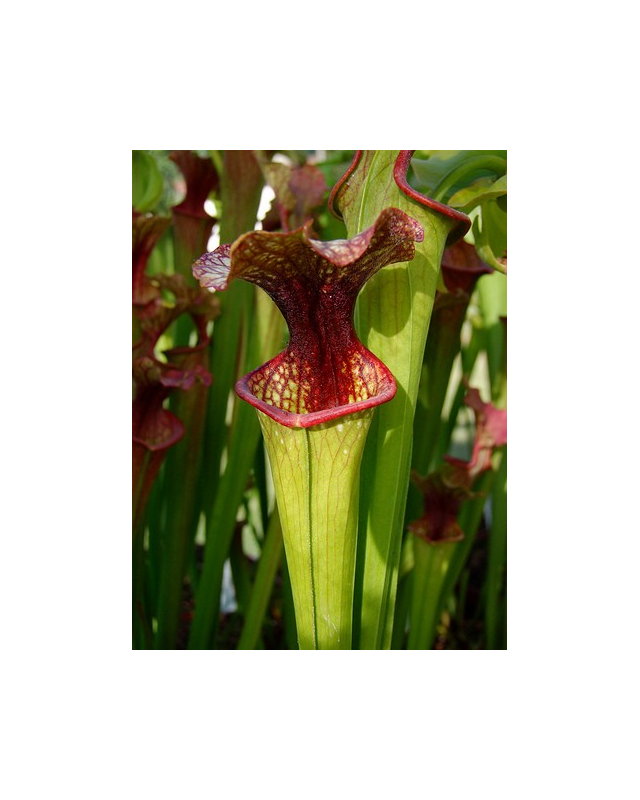 S.x Moorei -- Bud Wilkerson Bog, Floride