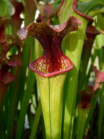 S.x Moorei -- Bud Wilkerson Bog, Floride