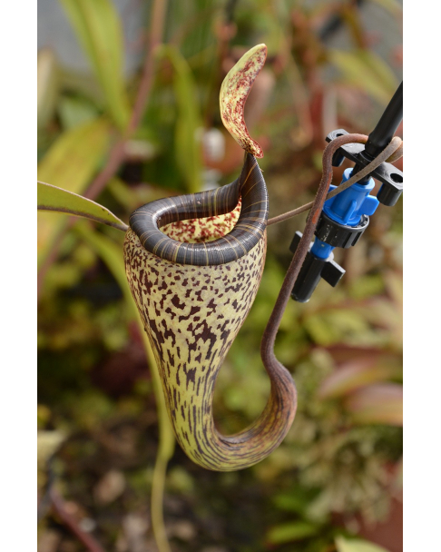 Nepenthes vogelii