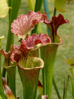 S.x Moorei -- Green tube, red lid