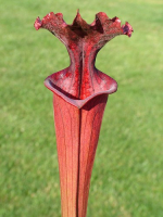 S.x Moorei -- Wilkerson's red
