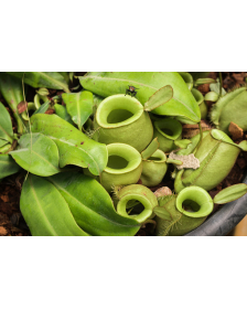 Nepenthes ampullaria – Papua intermediate BE-3450