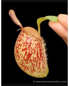 Nepenthes Ampullaria Nabire Bronze BE BE-3304