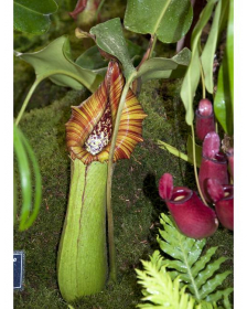 Nepenthes truncata Pasian BE