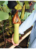 Nepenthes truncata -- pasian highland BE-3203 - 2785