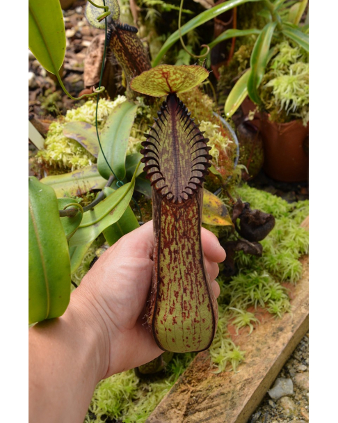 Nepenthes hamata