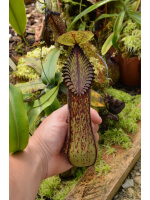 Nepenthes hamata