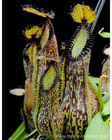 Nepenthes hamata BE