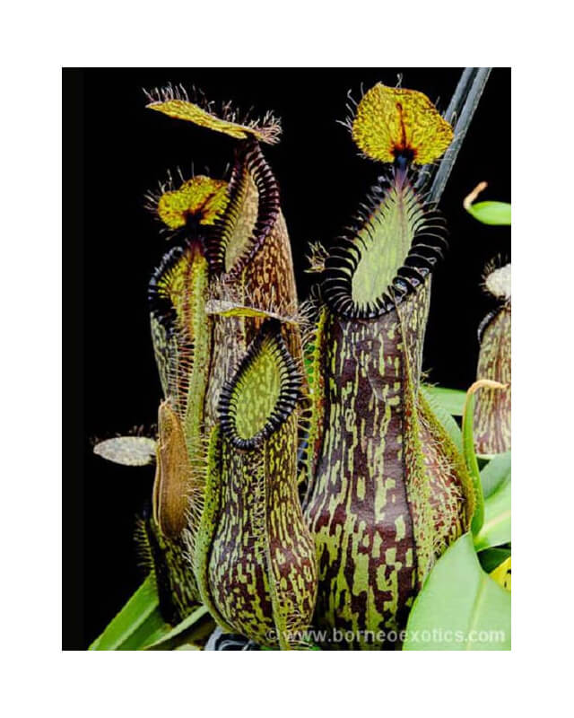 Nepenthes hamata - Lumut - best selected clone: BE-3380