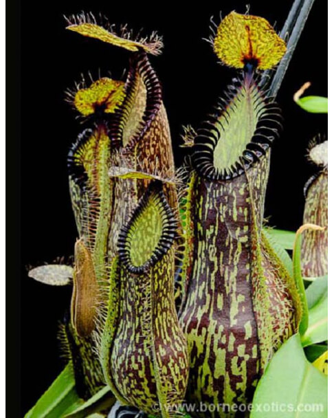 Nepenthes hamata - Lumut - best selected clone: BE-3380