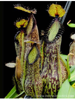 Nepenthes hamata - Lumut - best selected clone: BE-3380 - 2788
