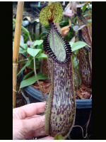 Nepenthes hamata - Lumut - best selected clone: BE-3380 - 2789