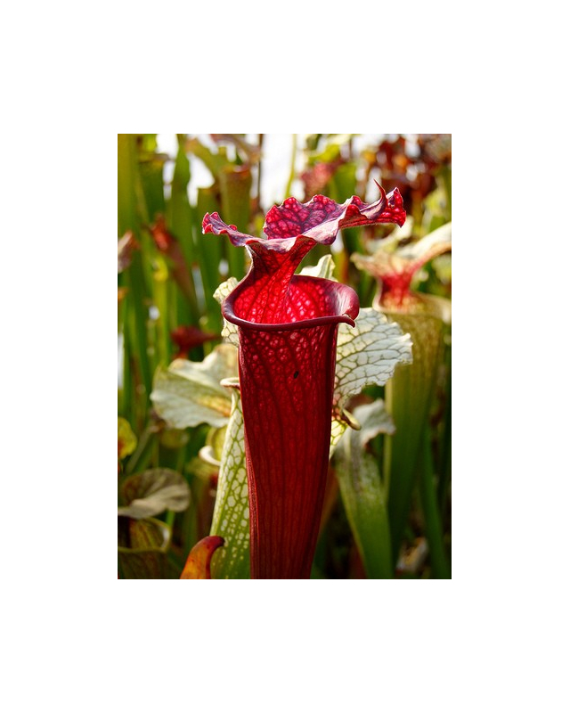 S.x Moorei -- Wilkerson's red