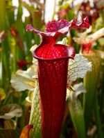 S.x Moorei -- Wilkerson's red