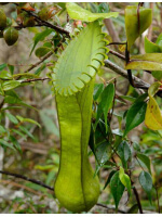 Nepenthes hamata - Lumut - best selected clone: BE-3380 - 2790