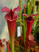 S.x Moorei -- Wilkerson's red