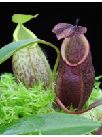 Nepenthes gymnamphora BE-4059 - 2802