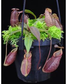 Nepenthes gymnamphora BE-4059