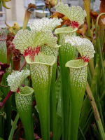 S.x Moorei -- Wilkerson's white knight, North Walton Country,Floride