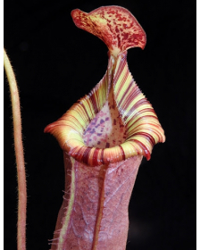 Nepenthes (veitchii x...