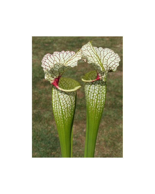 S.x Moorei -- Wilkerson's white knight, North Walton Country,Floride