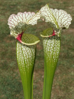 S.x Moorei -- Wilkerson's white knight, North Walton Country,Floride