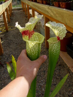 S.x Moorei -- Wilkerson's white knight, North Walton Country,Floride