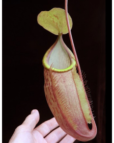 Nepenthes spathulata x...