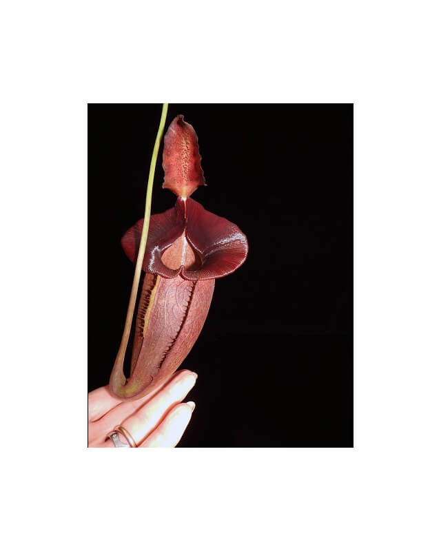 Nepenthes spathulata x jacquelineae: BE-3894