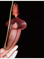 Nepenthes spathulata x jacquelineae: BE-3894 - 2840