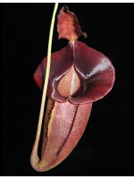 Nepenthes spathulata x jacquelineae: BE-3894 - 2841