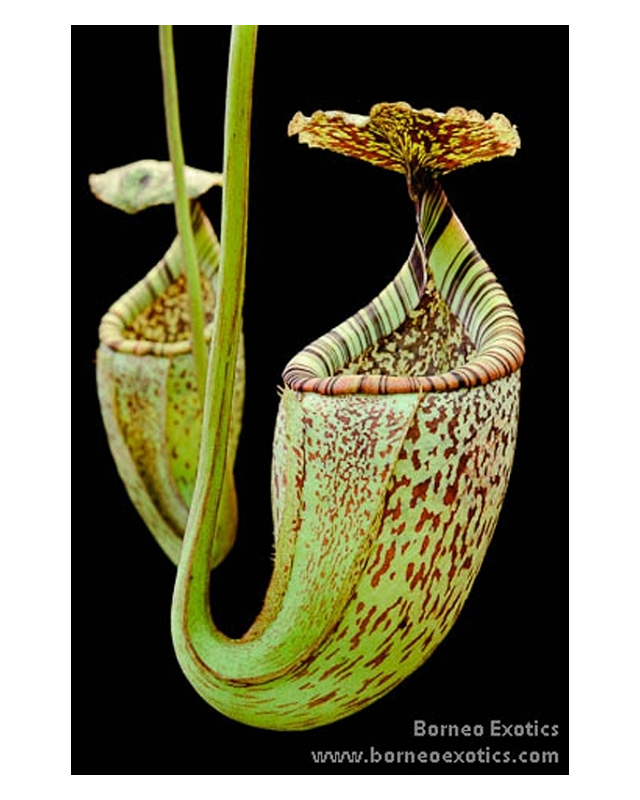 Népenthes burbidgeae Népenthes burbidgeae