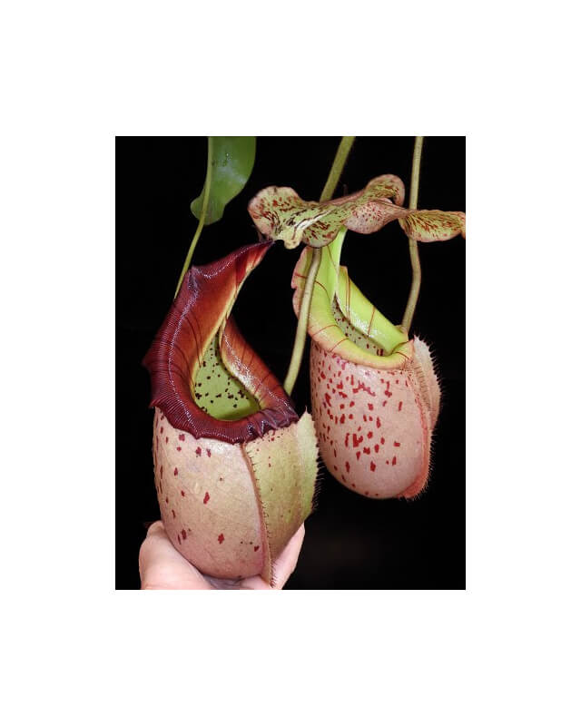 Nepenthes burbidgeae x veitchii: BE-3723