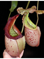 Nepenthes burbidgeae x veitchii: BE-3723 - 2844