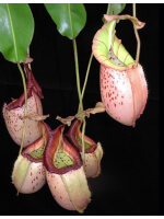 Nepenthes burbidgeae x veitchii: BE-3723 - 2845