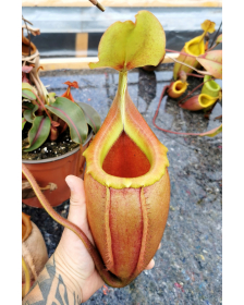 Nepenthes veitchii x mira BE-3696