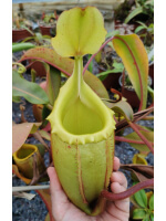 Nepenthes veitchii x mira BE-3696 - 2847