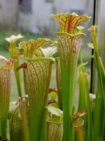 S.x Moorei -- (flava var. maxima x Sarracenia leucophylla, yellow flower)