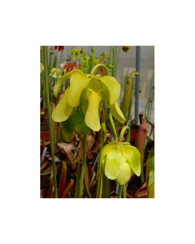 S.x Moorei -- (flava var. maxima x Sarracenia leucophylla, yellow flower)