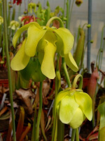 S.x Moorei -- (flava var. maxima x Sarracenia leucophylla, yellow flower)