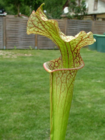 S.x Moorei -- Sarracenia Nurseries large moorei (H9,MK,MK)