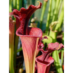 Sarracenia x Moorei -- SX112O selected from L18 MK x F88MK, clone C-Sarracenia x Moorei