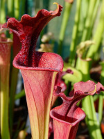 S.x Moorei -- ( leucophylla redXflava var. rubricorpora) W,(AM)(H44,MK)