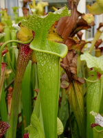 S.x Moorei -- Green, Marston Exotics(H63,MK)