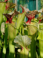 S.x Moorei -- Pinkish top, Derek Clavell-Bate/Norman Parker(H87,MK)