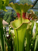 S.x Moorei -- Red lip, Baker, Fl.,W,(PW,H05)(H88,MK)