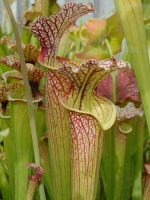S.x Moorei -- Very large, Norman Parker(H92,MK)